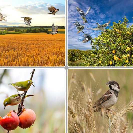 Protect Your Crops – Solar Bird Repeller