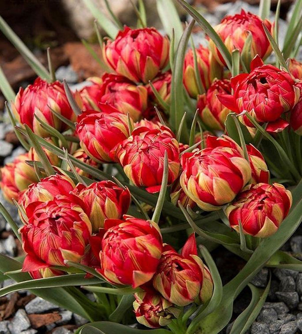 Tulip Bulbs 'Samantha' WPC Prins | Set Of 10 - Cints and Home