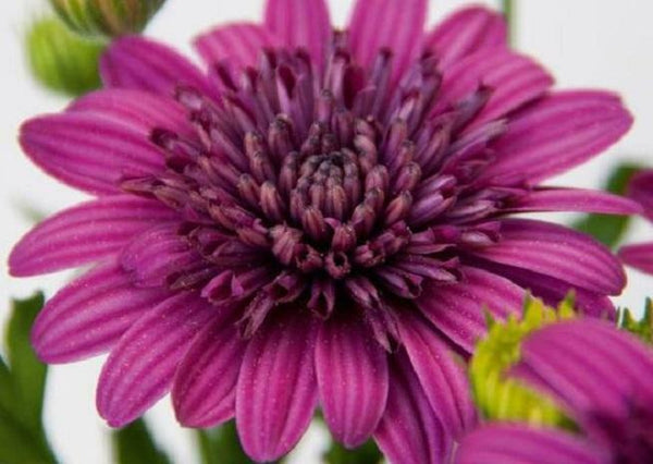 Osteospermum Erato 'Double Purple' Summer Plug Plants | Set Of6 - Cints and Home