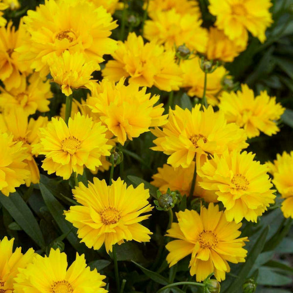 Dwarf Coreopsis Grandiflora 'Presto' Perennial Plug Plants - Pack of 6 - Cints and Home
