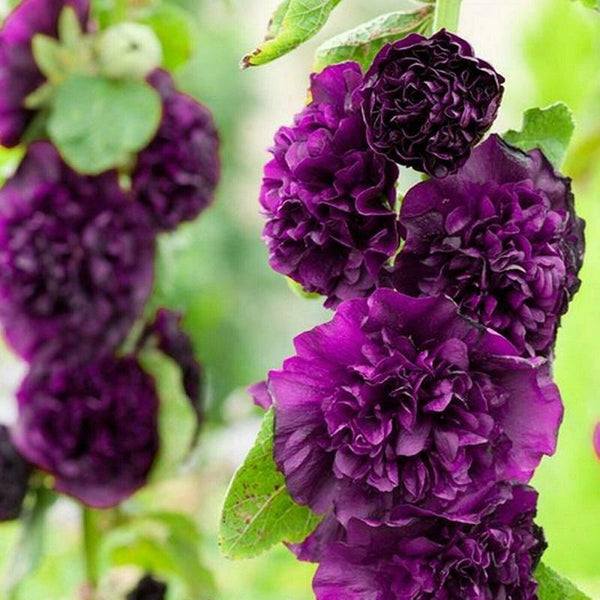 Hollyhock Chater's Double Purple Perennial - Cints and Home