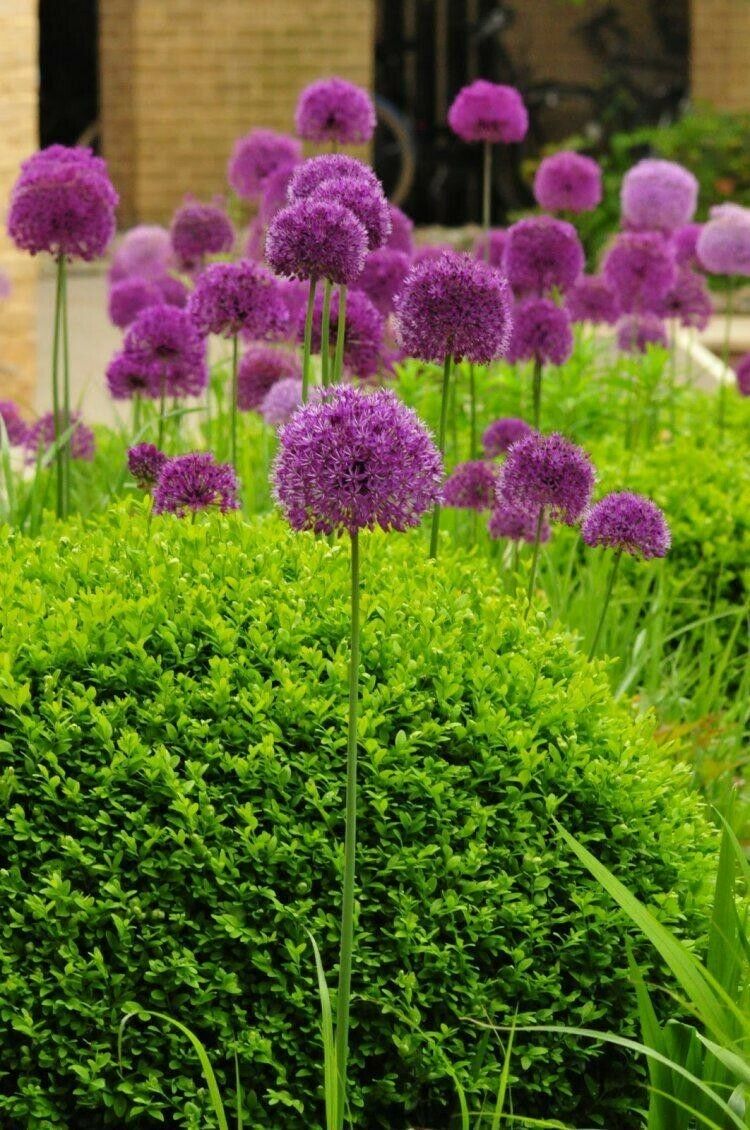 Giant Allium Purple Sensation Perennial Garden Plant Bulbs (Pack of 10) - Cints and Home