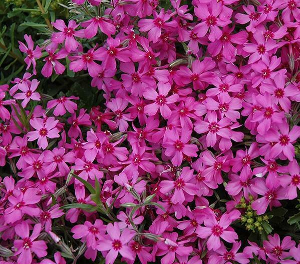 Creeping Phlox Subulata 'Red Wing' Perennial Plug Plants Evergreen | Set Of 6 - Cints and Home