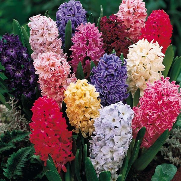 Hyacinth Bulb Mixed Colours - 10 Pcs - Cints and Home