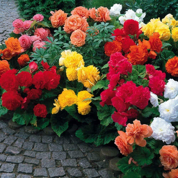Begonia Summer Bedding Plug | Pack Of 12 - Cints and Home