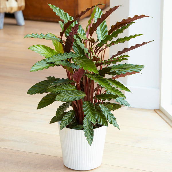 Calathea Elgergrass Air Purifying Indoor House plant - Cints and Home