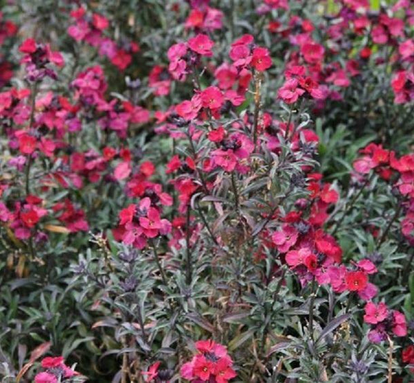 Erysimum 'Red Jep' Perennial Wallflower Plug Plants Pack x6 - Cints and Home