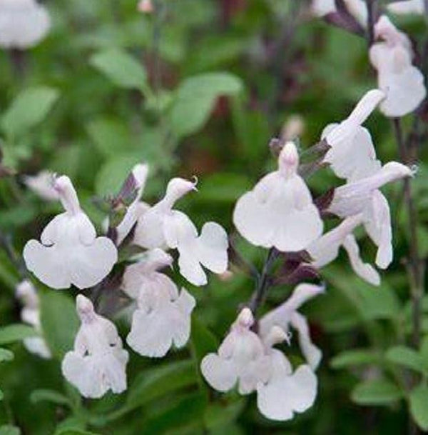 Salvia Greggii Mirage 'White' Perennial Garden Plug Plants | Pack Of 6 - Cints and Home