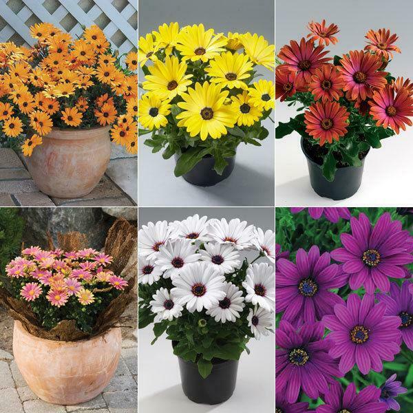 Pack x6 Cape Daisy Osteospermum 'Special Mixed' Summer Bedding Plug Plants - Cints and Home