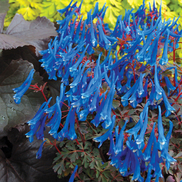 Corydalis 'Blue Heron' Jumbo Plug Perennial Herbaceous Plants Garden Ready Plant - Cints and Home