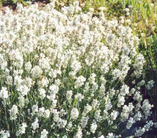Lavender White Ellagance 'Snow White' Perennial Plug Plants | Set Of6 - Cints and Home