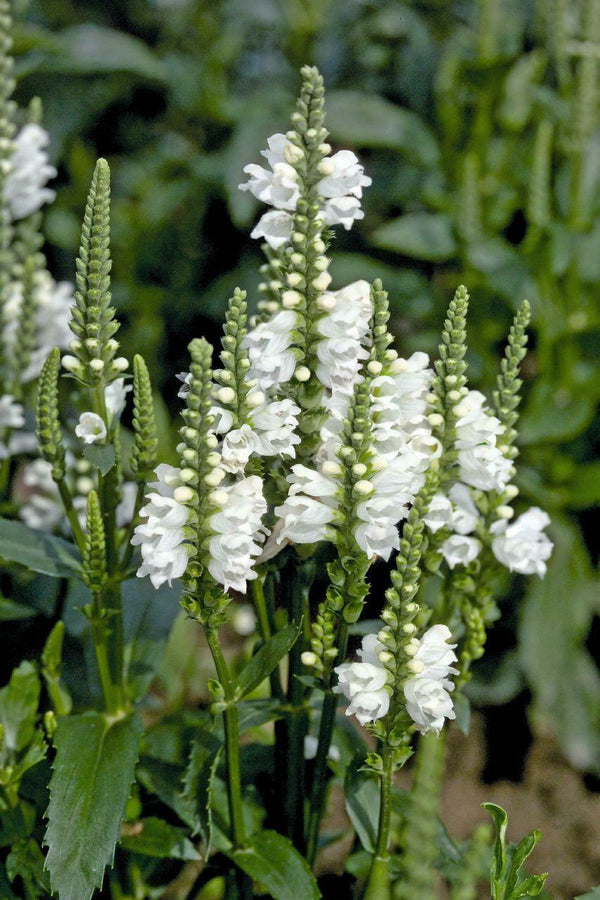 Physostegia 'Crystal Peak' White Large Perennial Plug Plants | Set Of6 - Cints and Home