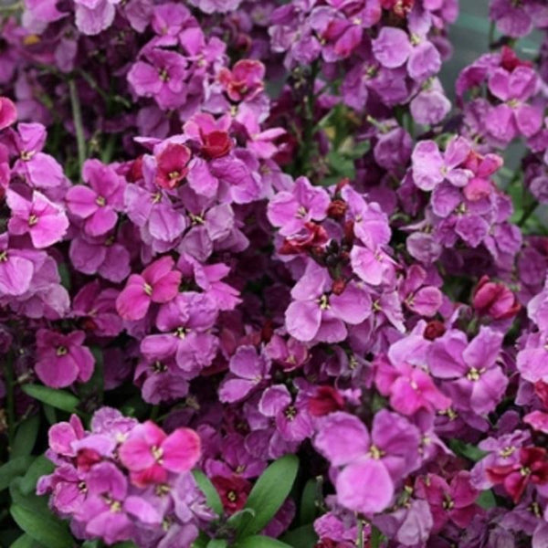 Wallflower 'Sugar Rush' Purple Bi-Colour Plug | Set Of 12 | Blooms Twice - Cints and Home