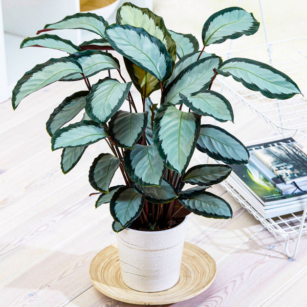 Silver Variegated Indoor Houseplant - Cints and Home