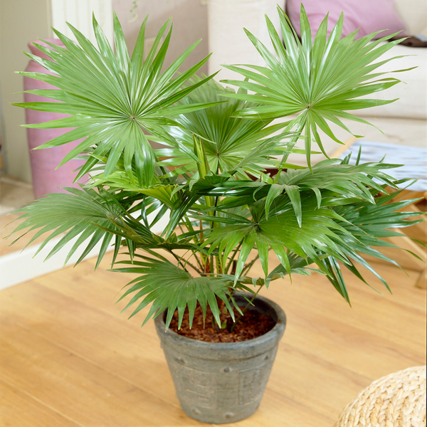 Tropical Palm Indoor Plant - Cints and Home