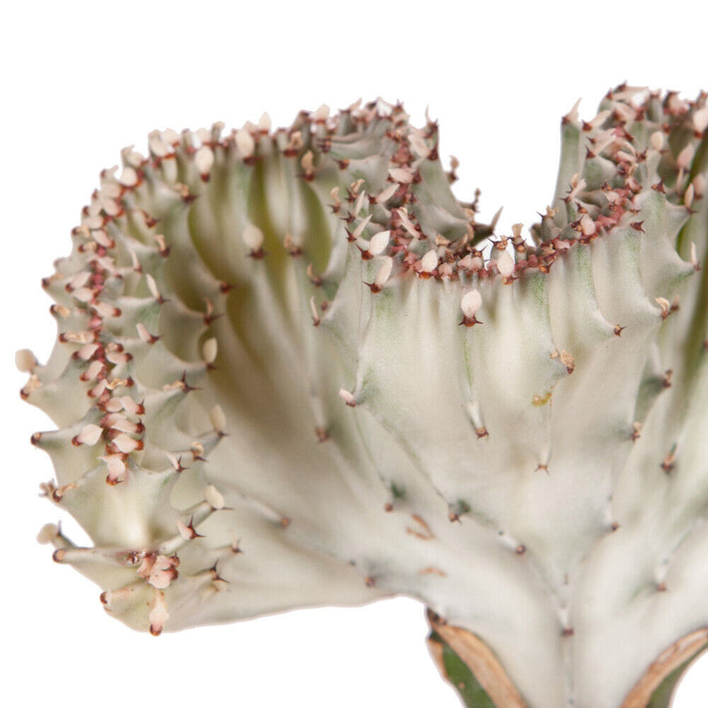 Euphorbia lactiflora Cristata (Elkhorn) in an 11cm Pot - Cints and Home
