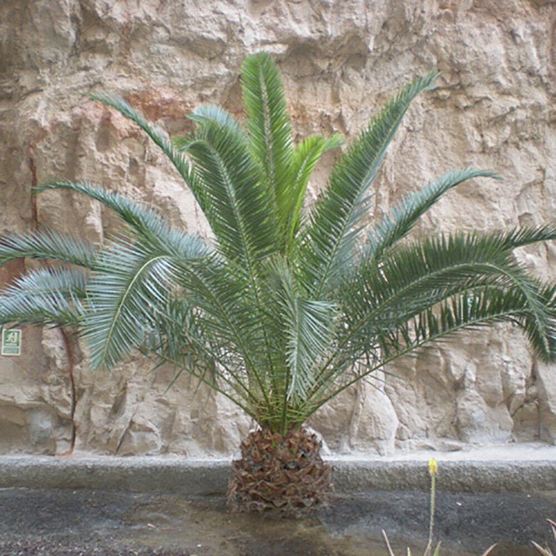 You Garden Hardy Phoenix Palm, 2 Trees 60-80cm Tall 15cm Pot Exotic Patio Plants - Cints and Home