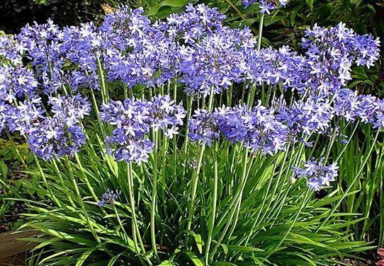Blue Agapanthus Perennial Summer Flowering Plug Plants | Set Of 6 - Cints and Home