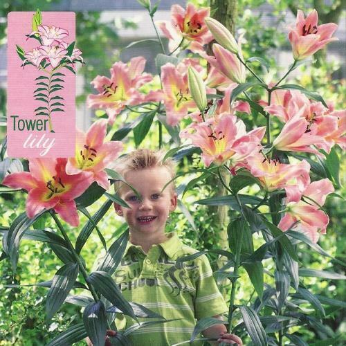 Tower / Skyscraper Lily 'On Stage' WPC Prins Bulbs & Tubers | Set Of 3 - Cints and Home