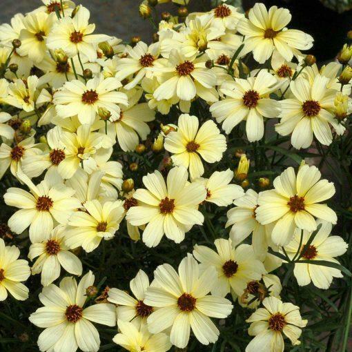 Coreopsis Verticillata Buttermilk Perennial Plug | Set Of 6 - Cints and Home