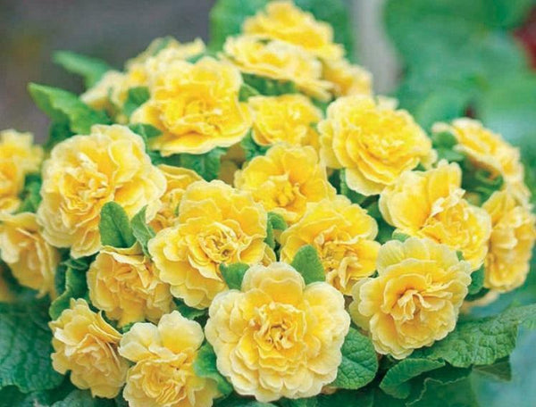 Primrose Primula Double Belarina Buttercup Perennial Plug Plants - Pack of 6 - Cints and Home