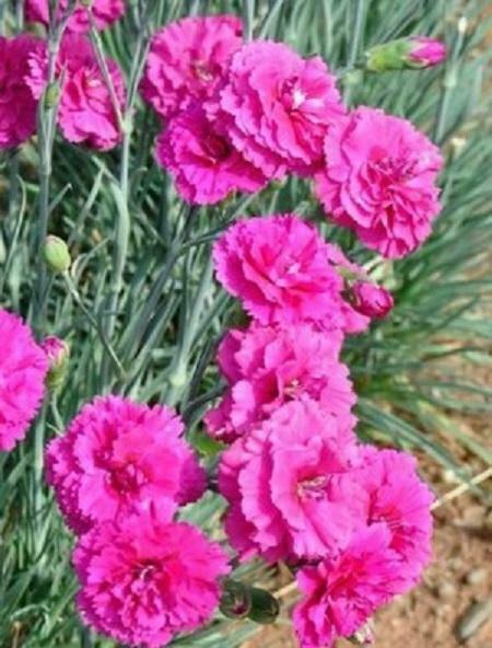 Dianthus 'Devon Wizard' Pinks Perennial | Set Of 6 - Cints and Home