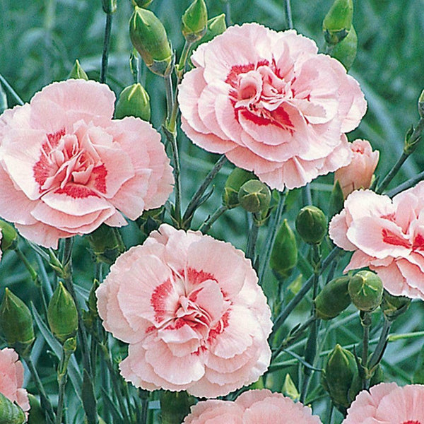 Dianthus Doris Pinks | Pack Of 6 - Cints and Home