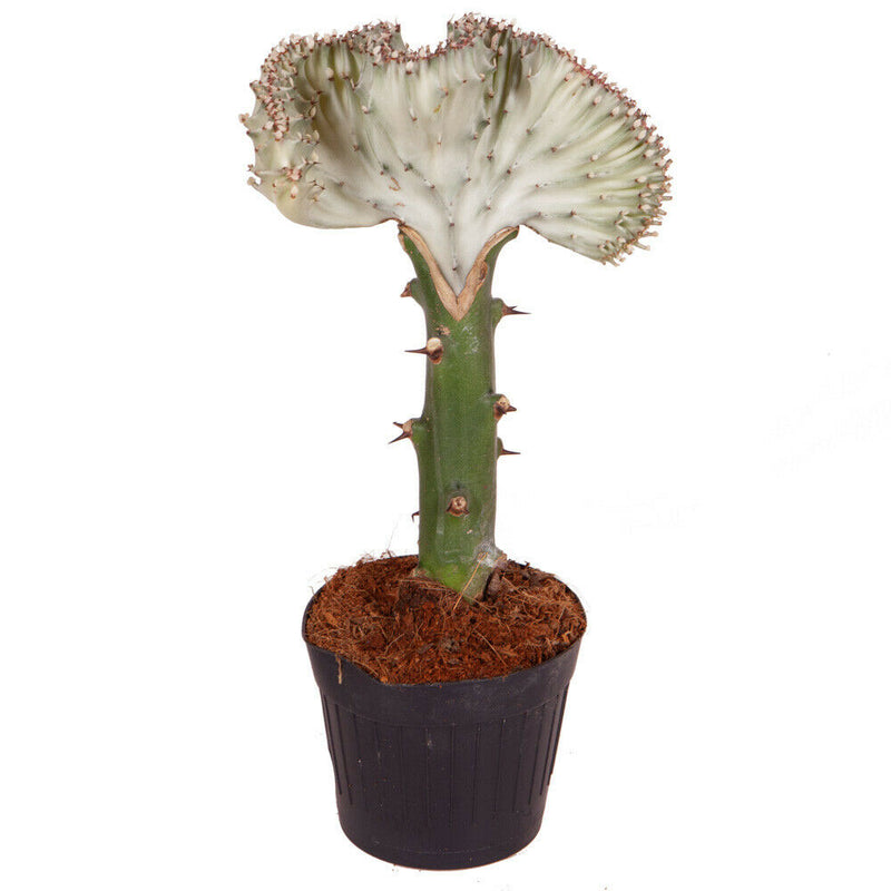 Euphorbia lactiflora Cristata (Elkhorn) in an 11cm Pot - Cints and Home