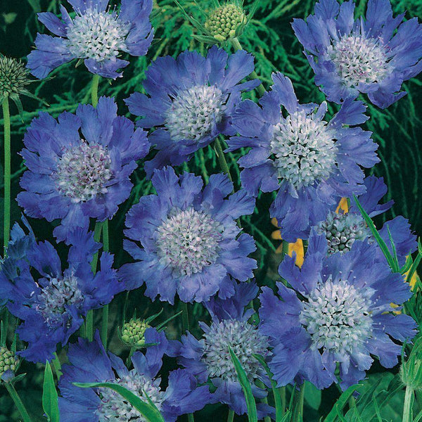 Scabiosa (Pin-Cushion) Scabious 'Fama Blue'  Plug Plants | Set Of 6 - Cints and Home