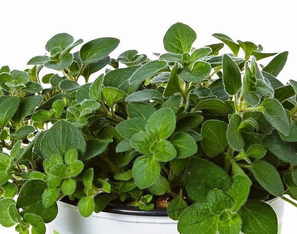 Oregano Hot Spicy 'Poncho® Perennial Herb Plug Plants Pack x6 - Cints and Home