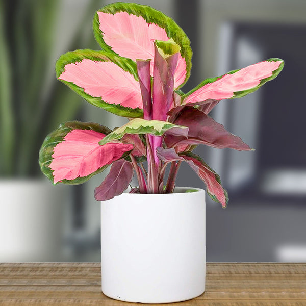 Rose Painted Indoor Potted Plant - Cints and Home