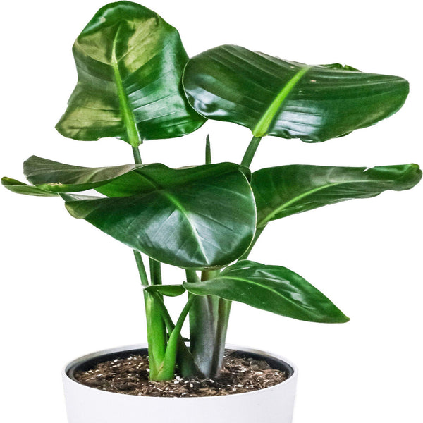 Air-Purifying Potted House Plant - Cints and Home