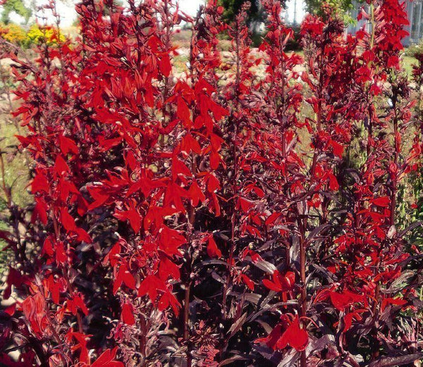 Lobelia Cardinalis ‘Queen Victoria’ Perennial Plug Plants | Set Of 6 - Cints and Home