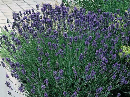 Lavender English 'Munstead' LARGE Plug Plants Perennial Pack x6 - Cints and Home