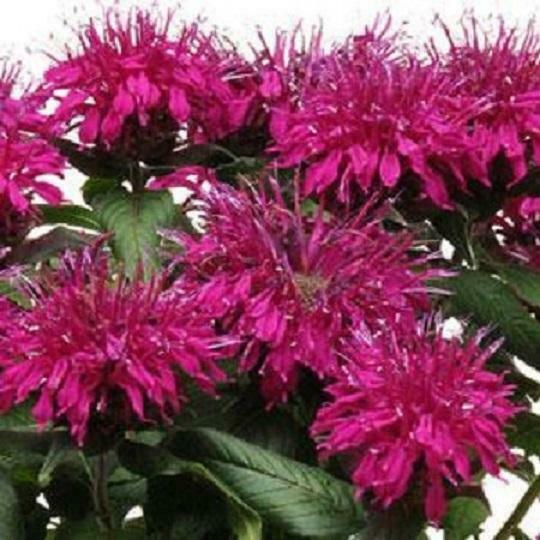 Monarda Balmy Purple Bergamont Aromatic (LARGE) Plug Plants | Set Of 6 - Cints and Home