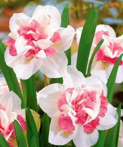 Pink Flower Perennial Bulbs - 12 Pack - Cints and Home