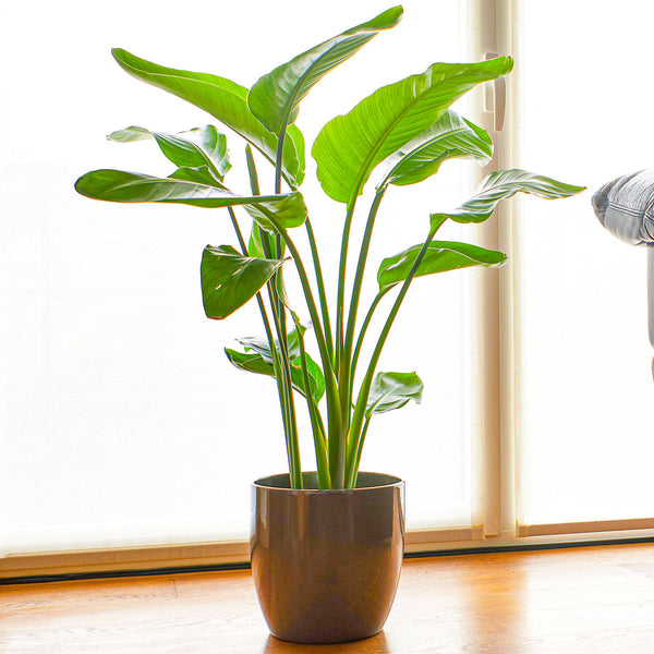 Strelitzia nicolai Indoor Plant-  Potted - Cints and Home