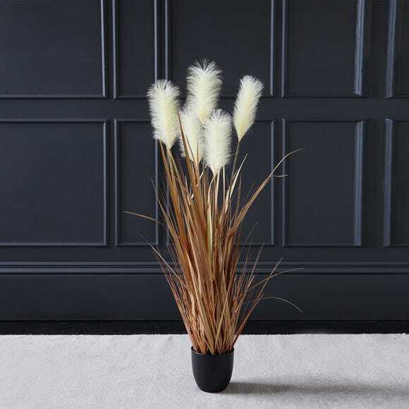 Potted Pampas Grass