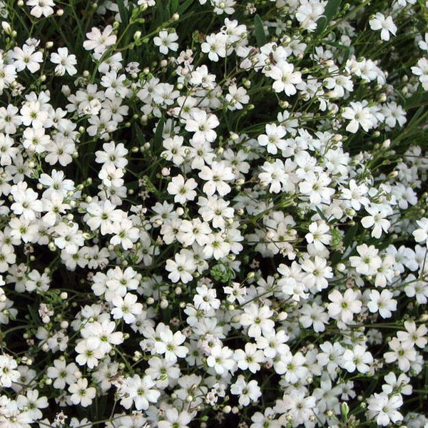 Gypsophila 'Filou White' (Creeping Babys Breath) Perennial Plug Plants | Set Of 6 - Cints and Home