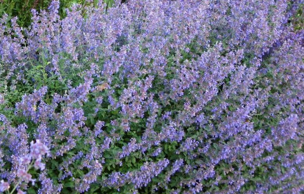 Pack x6 Nepeta Faassenii 'Six Hills Giant' Catmint Perennial Garden Plug Plants - Cints and Home