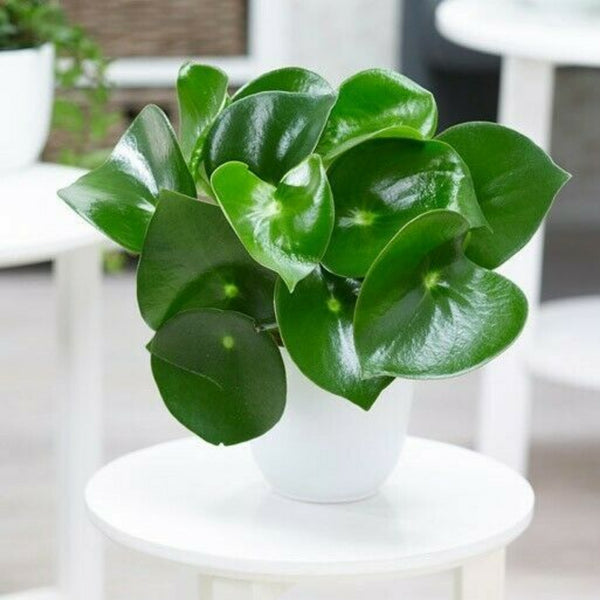 Tropical House Plant - Cints and Home