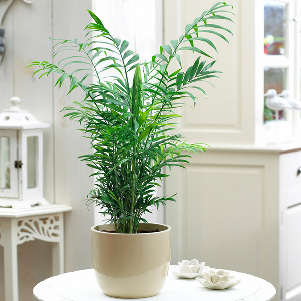 Chamaedorea Elegans Palm Tall Indoor House Plant - Cints and Home