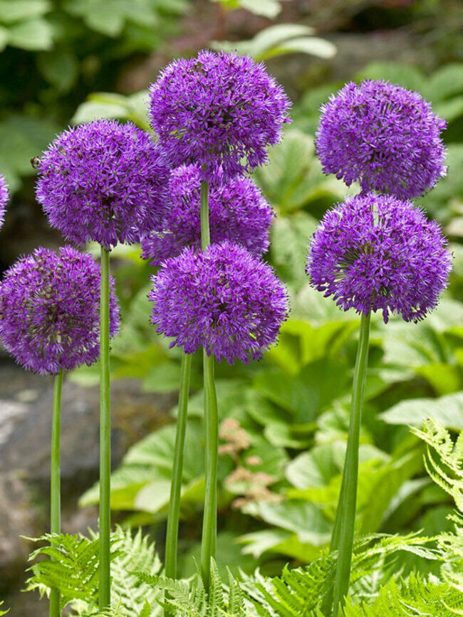 Giant Allium Purple Sensation Perennial Garden Plant Bulbs (Pack of 10) - Cints and Home