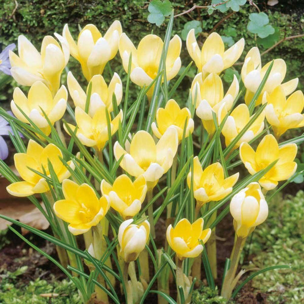 Crocus Snow Specie Chrysanthus 'Romance' Spring Bulbs | 20 Pcs - Cints and Home
