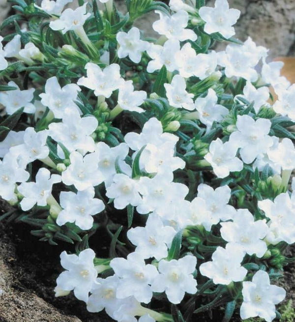 Lithodora Diffusa White Perennial Alpine Plug Plants | Set Of 6 - Cints and Home