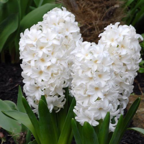Hyacinth White Pearl  Bulbs | Pack Of 3 - Cints and Home