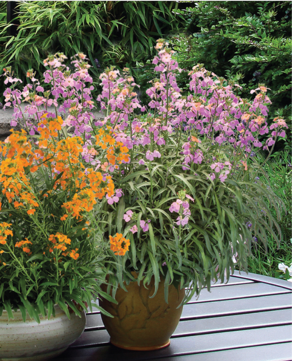 Erysimum Sunstrong Bicolour Purple Wallflower Plug Plants |  Set Of 6 - Cints and Home