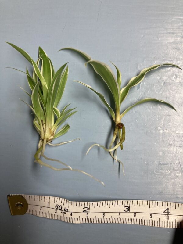 2 X Variegated Outdoor Spider Plant - Variegated House Plant - Baby Plants