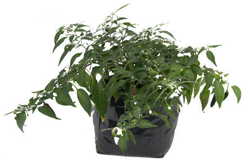 Chilli Plug Plants, 40 Varieties, Large & Lush