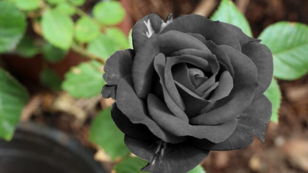 Black Rose Flower Viable Seeds Garden Plant